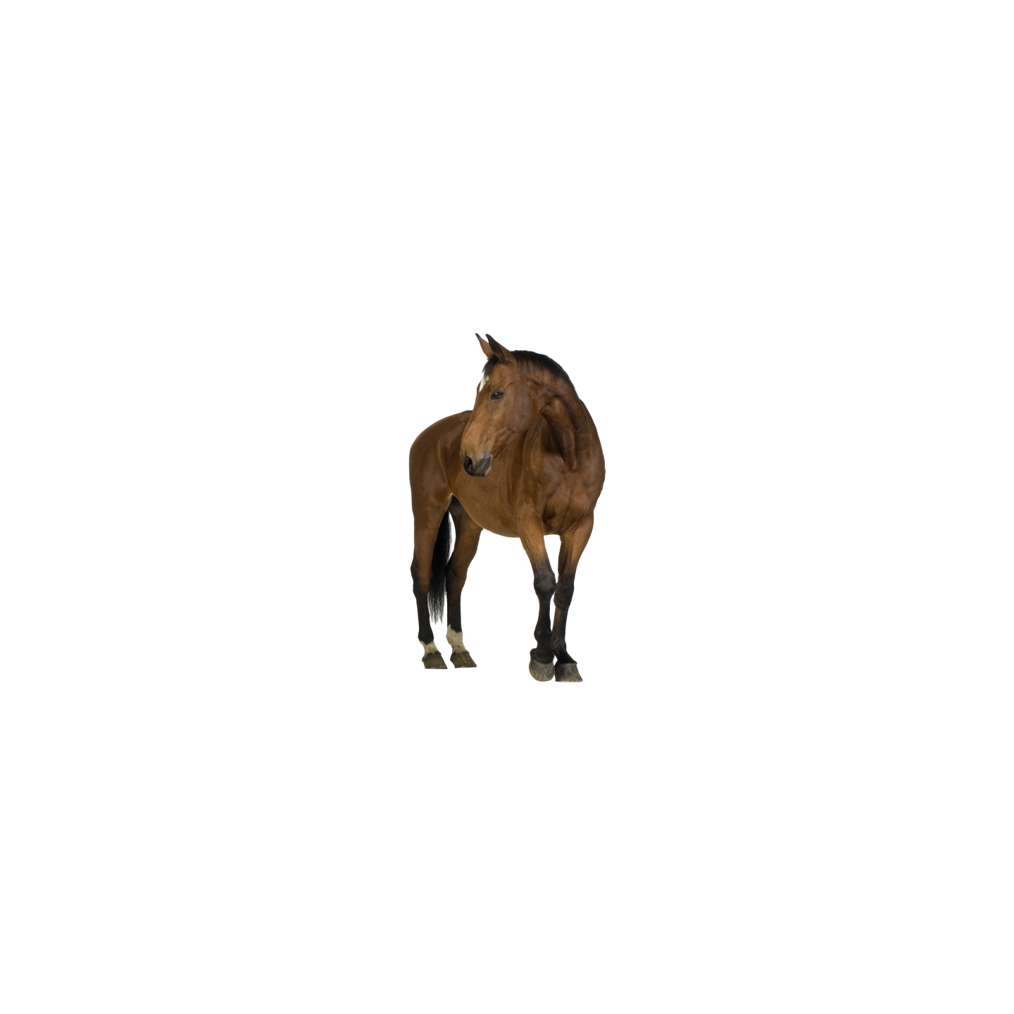 Cheval